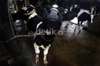  Melorotnya produktivitas susu nasional karena banyaknya sapi perah yang dipotong untuk daging.     