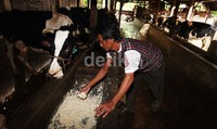 Salah satunya peternakan milik Mirdan yang memiliki sekitar 25 ekor sapi perah.