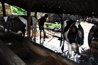 Saat ini banyak peternak sapi yang memilih memotong sapinya sehingga mengakibatkan melorotnya produktivitas susu nasional.