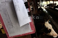 Sapi perah sehari bisa menghasilkan susu 5-8 liter, bahkan untuk sapi di usia produktif bisa menghasilkan 15 liter per hari.