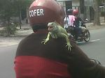 Pengendara Motor Pecinta Iguana