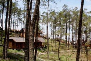 Ada Hutan Pinus Ala Film Twilight di Semarang