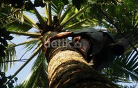 Proses pengolahan gula Jawa ini diawali dengan proses penyadapan dari pohon kelapa yang dilakukan oleh seorang 'Penderes'. Setiap harinya para 'penderes' ini bisa memanjat pohon kelapa hingga puluhan kali. Arbi Anugrah/detikcom.