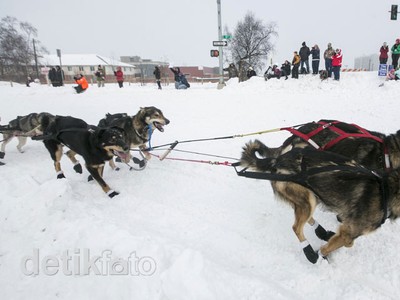 Serunya Balap Anjing di Alaska