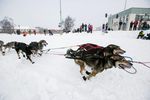 Serunya Balap Anjing di Alaska