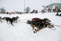 Anjing-anjing ini menarik kereta luncur di kkota kecil di Alaska, Anchorage.