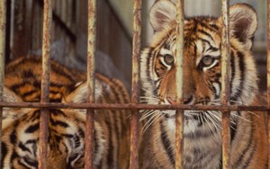 Wine dari Tulang Harimau Jadi Obat Rematik di Cina