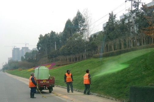China Mengecat Rumput Agar Terlihat Lebih Hijau?