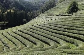 Ini 5 Negara Paling Gemar Konsumsi Teh