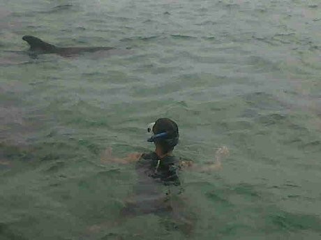 Paus Pilot Kembali Terdampar di Pantai Sanur Bali