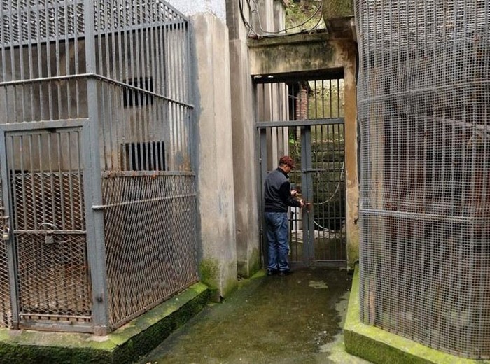 Waduh, 2 Singa Lepas di Kebun Binatang China