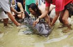Paus Pilot  Terdampar di Pantai Sanur