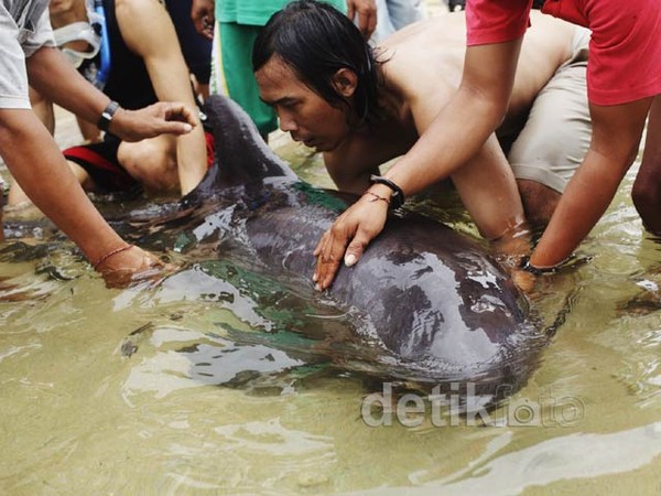 Paus Pilot  Terdampar di Pantai Sanur
