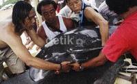 Amank Raga, aktivis dari Jakarta Animal Aid Network (JAAN) Bali, mengatakan, paus itu terdampar sekitar pukul 06.00 Wita. dok.JAAN