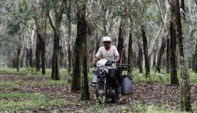 Ini 5 Negara Produsen Karet Terbesar Di Dunia