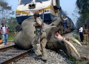 Gajah Mati Ditabrak Kereta Api, Penumpang Berebut Gadingnya