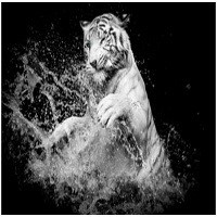 Tips Memotret Hewan: Wildlife Photography