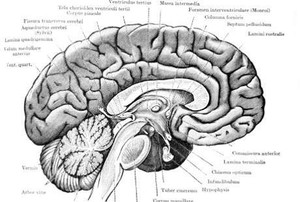Selegiline, Redakan Gejala Gangguan Pergerakan Akibat Penyakit Parkinson