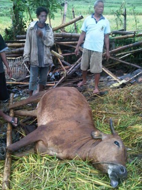 Puting Beliung di Pacet Tewaskan Belasan Ternak