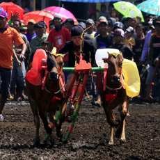 Joki Cilik Ini dengan Lihai Memacu Karapan Sapi