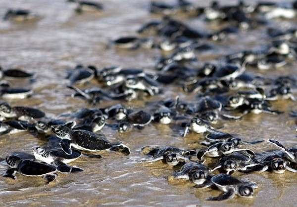 Sebelum Hari Raya Nyepi, 100 Tukik Dilepas di Pantai Kuta