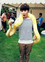 Saat Ryeowook & Siwon Super Junior Main Ular di Jakarta