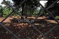 Tanah itu ditanami aneka tanaman, seperti pohon rambutan dan lain-lain.