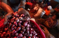 Pasokan bawang merah saat ini lebih banyak diisi oleh bawang merah impor asal China.
