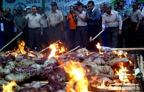 288 Ekor Trenggiling Dimusnahkan BBKSDA