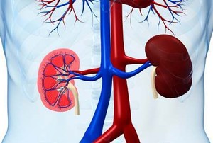 Lakukan Hal-hal Ini Agar Ginjal Anda Awet Sehat