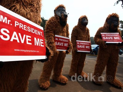 6 Orangutan Minta Perlindungan Presiden