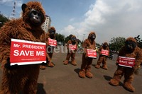 Enam 'orangutan beraksi di depan Istana Merdeka.