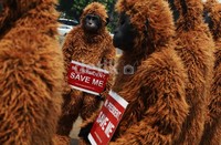 Mereka tergabung dalam Centre for Orangutan Protection (COP) dan Jakarta Animal Aid Network (JAAN).