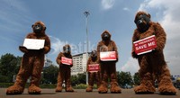 Mereka meminta Presiden SBY melindungi populasi Orangutan Kalimantan.