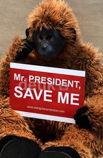 6 Orangutan Minta Perlindungan Presiden