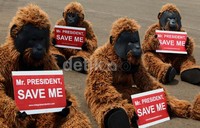 Populasi orangutan Kalimantan kian terancam akibat ekosistemnya dijadikan perkebunan kelapa sawit.