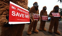 Dalam aksinya, para demonstran ini memakai kostum orangutan.
