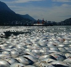 Ribuan Ikan Mati Mengambang di Danau Brasil