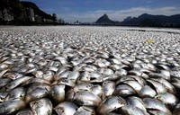 Bangkai ikan yang mengapung terlihat nyaris menutupi seluruh permukaan air danau Rodrigo de Freitas Lagoon, (Rabu (13/3/2013) waktu setempat. Reuters/Sergio Moraes.