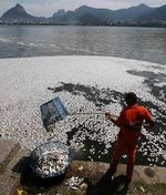 Ribuan Ikan Mati di Danau Brasil