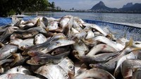 Ikan-ikan yang mati di danau ini kebanyakan berjenis shad, semacam ikan herring yang biasa hidup di sungai atau di air tawar. Reuters/Sergio Moraes.