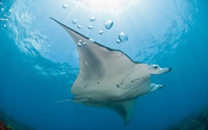Konsumsi Sup Sirip Ikan Hiu Sebabkan Ikan Pari dan 5 Jenis Hiu Terancam Punah