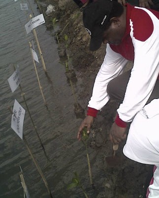 Pesisir Tanjung Pasir Disulap Jadi Hutan Bakau