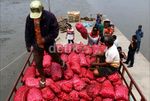 Bea Cukai Amankan 9 Ton Bawang India Ilegal