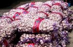 Bea Cukai Amankan 9 Ton Bawang India Ilegal