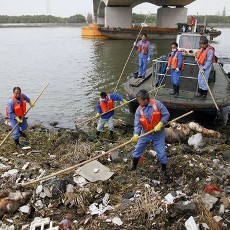 Sudah 13 Ribu Bangkai Babi Ditemukan di Sungai Shanghai