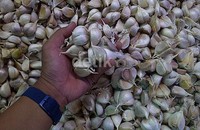 Berdasarkan penelusuran detikFinance di Pasar Induk Kramat Jati, Jakarta Timur, mayoritas bawang putih yang dijual merupakan bawang putih impor dari China.