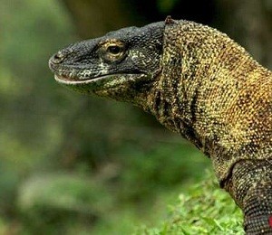 Microchip akan Ditanam di Badan 7 Anak Komodo Kebun Binatang Surabaya