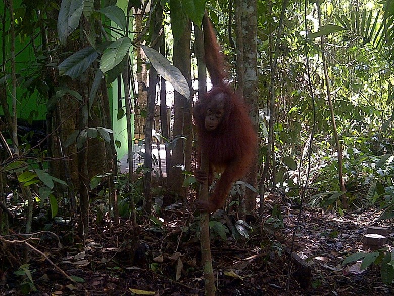 Foto Anggota Keluarga Baru Orangutan Taman Nasional Kutai