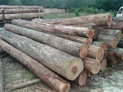 Dishut Kampar Riau Sita 1.200 Kayu Ilegal